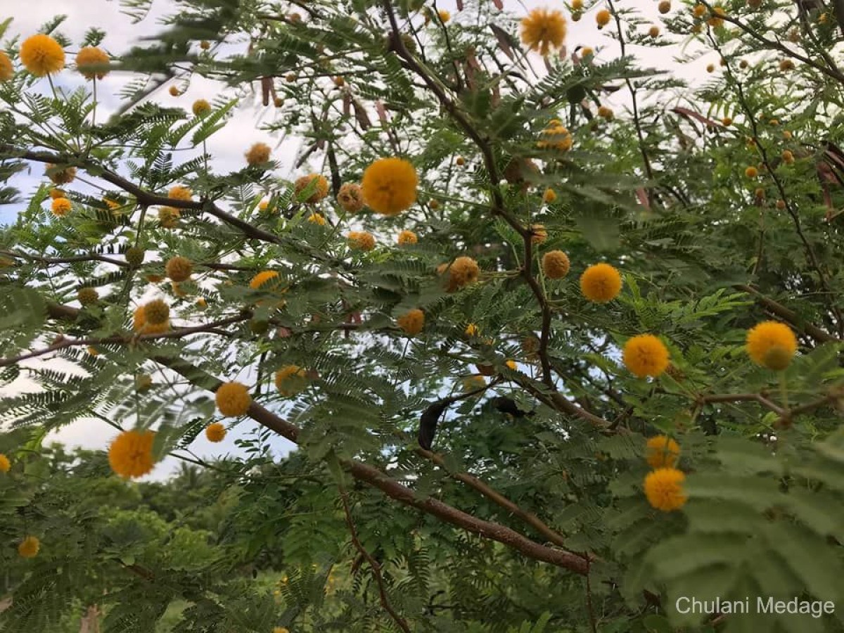 Vachellia farnesiana (L.) Wight & Arn.